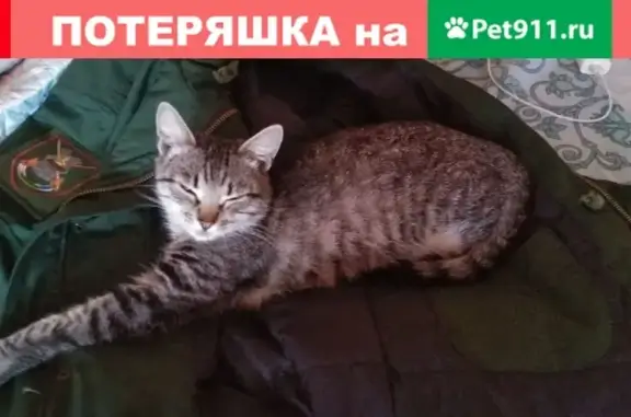 Пропала кошка в Ельне, Смоленская область