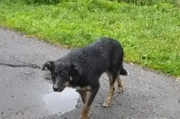 Потерянная собака на ул. Шмидта, Мурманск
