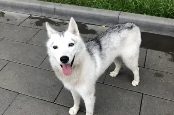 Найдена собака породы хаски в Москве https://vk.com/viki4iki
