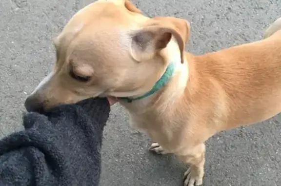 Найдена собака с голубым ошейником в Екатеринбурге