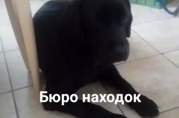 Собака-щенок найдены в Ломоносовском районе, Архангельск.