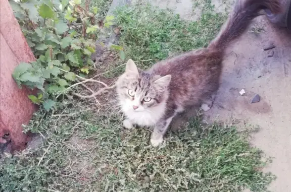 Найдена кошка в Николаевске, обращаться по телефону
