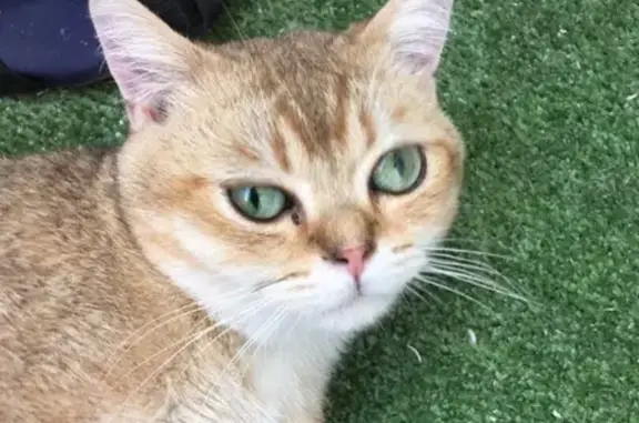 Найден домашний кот в Краснодарском