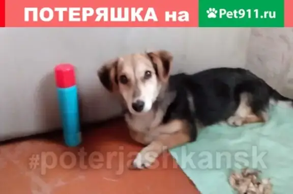 Найдена собака возле Ленты на Гусинке в Новосибирске