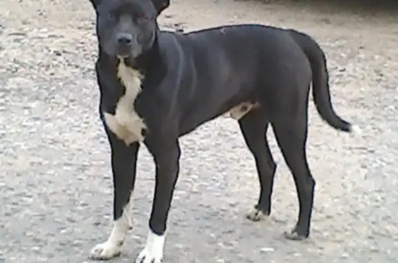 Собака без ошейника найдена в Костроме