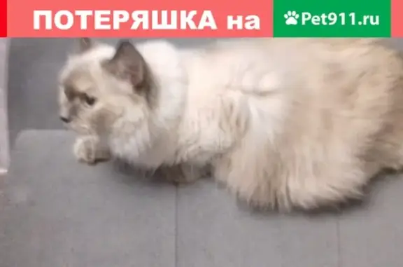 Найдена кошка в Щёлково, ищем хозяев.