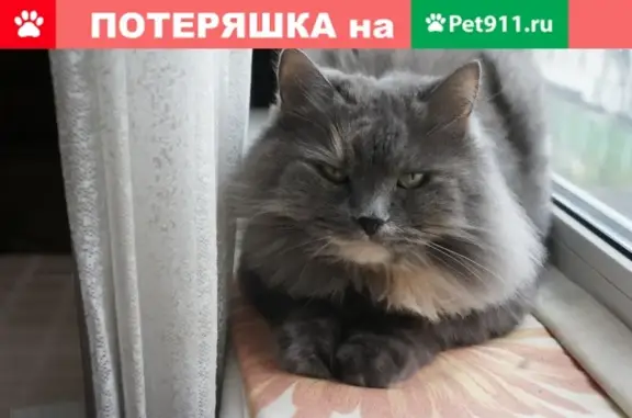 Найдена кошка на Борисовских прудах в Москве
