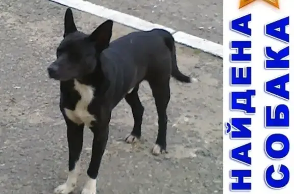 Собака найдена в Вертолётчиков, дом 4 и 96, Кострома
