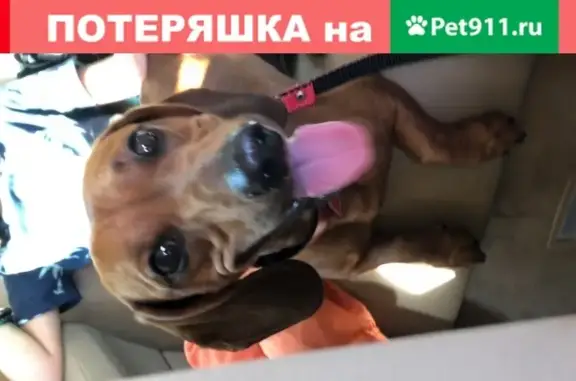 Найдена собака в центре Дмитрова, ждем хозяев