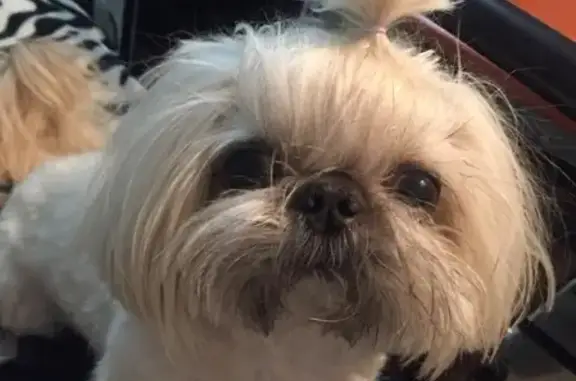 Собаки потеряшки, Москва, фото: Потеряшка собака Шитцу, кремового окраса, в Лефортово