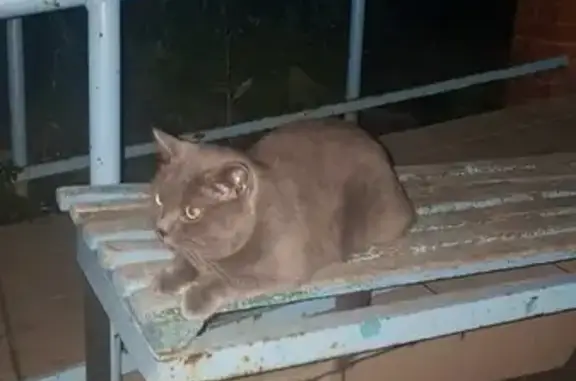 Найден домашний котейка на Энтузиастов в Барнауле