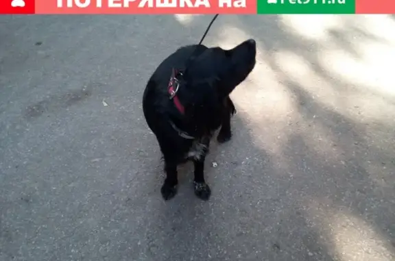 Собака найдена в Сосновой роще #Калуга