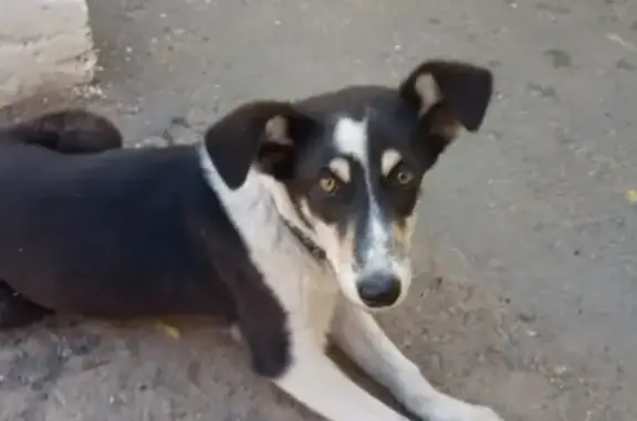 Найдена собака в Шишковке, ошейник, Гагарина 73а