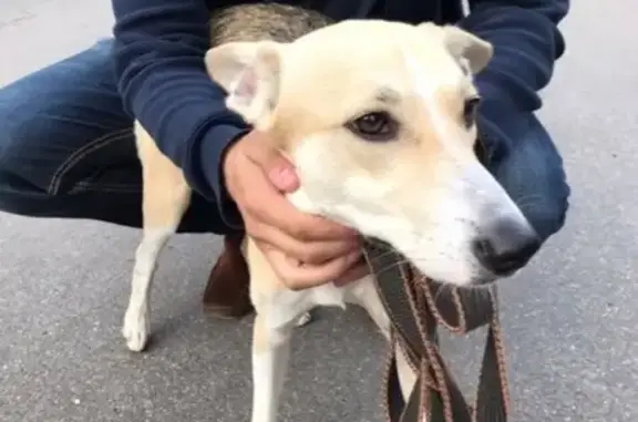 Найдена собака в Невском районе СПб