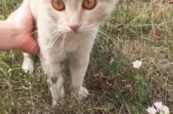 Потерян кот в районе Доваторцев-Тухачевского #Кошки@stav_nahodka