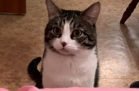 Кошки потеряшки, Москва, фото: Потеряшка кот Тайсон, Шарикоподшипниковская ул. 24, м. Дубровка