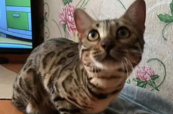 Найдена бенгальская кошка в Парфеново