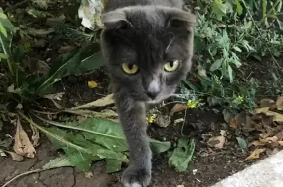 Найден кот на ул. Салмышская 21, ищем хозяев.
