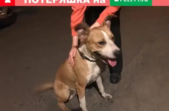 Собака в ошейнике найдена в Москве.