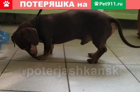 Найдена собака возле дома на Сибиряков-Гвардейцев 59 в Новосибирске