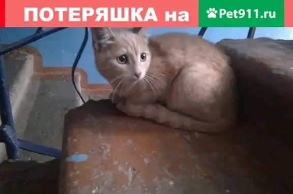 Найдена кошка на ул. Терешковой 23, Кемерово