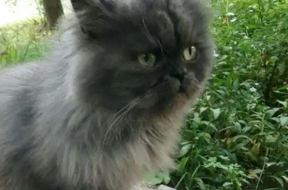 Потерян серый кот в центре Иваново, срочный репост