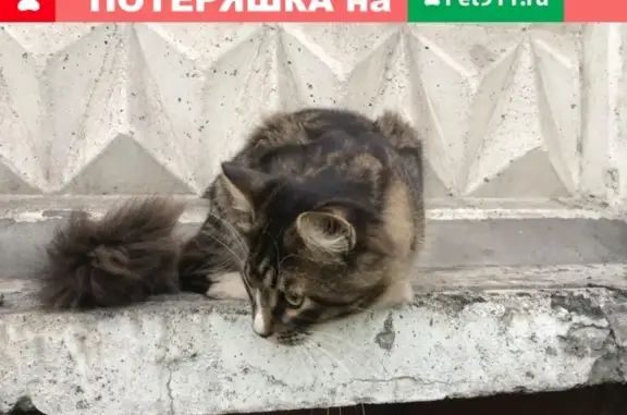 Найден кот в Елизово, ул. Ключевская, 3