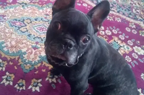 Найдена собака в Ишимбае - французский бульдог, ищет хозяина!