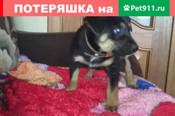 Найден щенок-девочка в Ростове