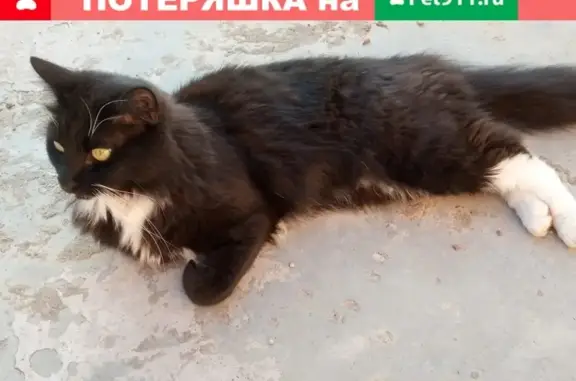 Пропал кот в Солнечногорском районе, д. Редино