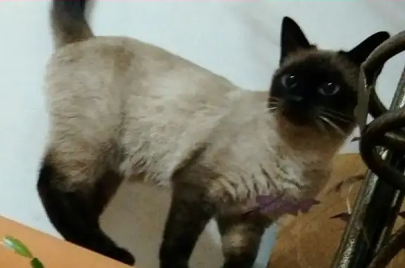 Пропала сиамская кошка на Вологодской 52, Уфа