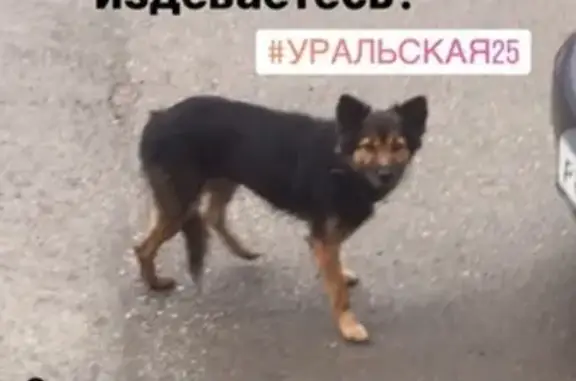 Найдена собака Малыша, ищем приют или новый дом #Уральская25