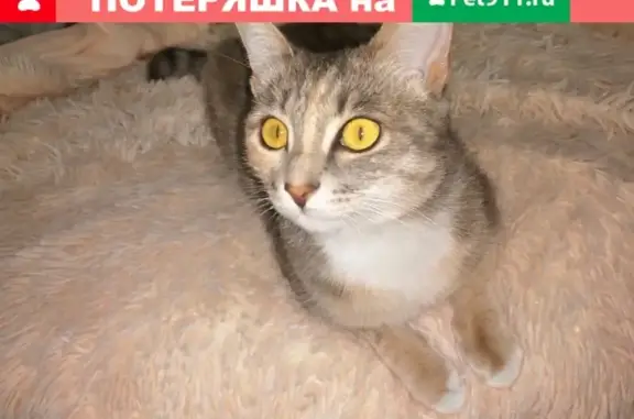 Пропала кошка Муся в Тольятти