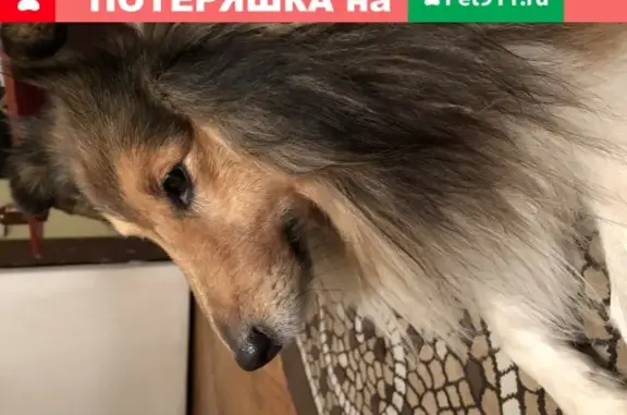Пропала собака Дени в деревне Татарки (Московская область)
