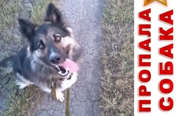 Пропала собака в районе СНТ Заустюжье-1, Емельяновский район, Красноярский край.