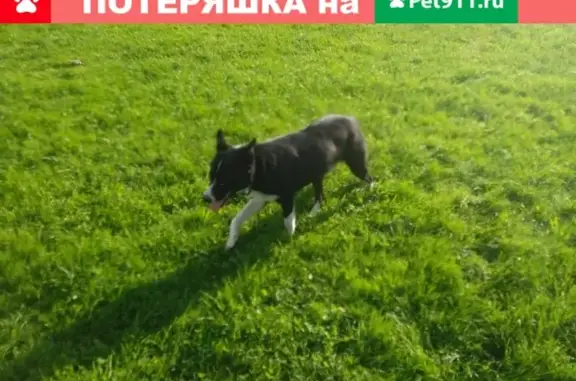 Собака без адресника на ул. Флотской, Ховрино, Москва