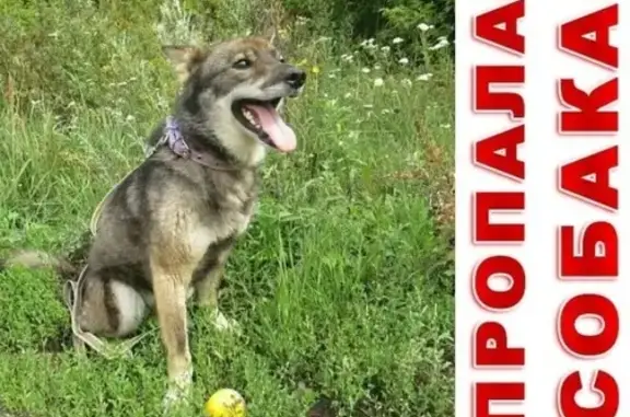 Пропала слепая собака Акела, ул. Титова, Балашов.