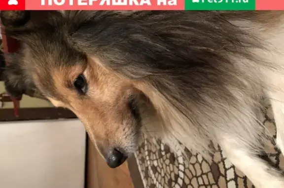 Пропала собака в деревне Татарки, Московская обл.