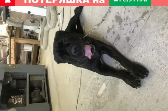 Пропала собака Джессика в Новороссийске