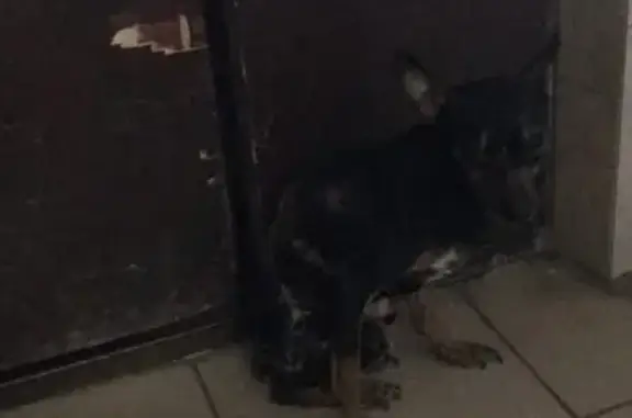 Собака найдена на ул. Дуки, 64 (Брянск)