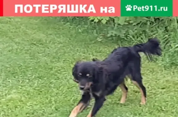 Собака найдена в ТеплоТроицком, Нижегородская область, нужен хозяин!