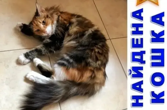 Найдена кошка в Южном Бутово, Москва - помогите найти хозяев!