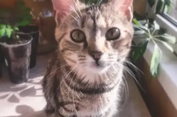 Кошки потеряшки, Санкт-Петербург, фото: Потеряшка кошка по адресу Антонова-Овсеенко д.21, отзывается на кличку Тиша