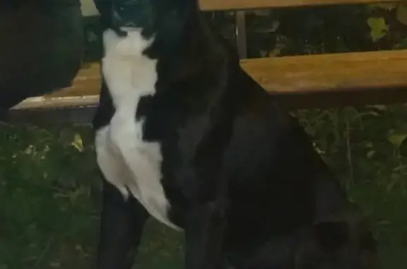 Найдена собака на ул. 22-го съезда, Брянск