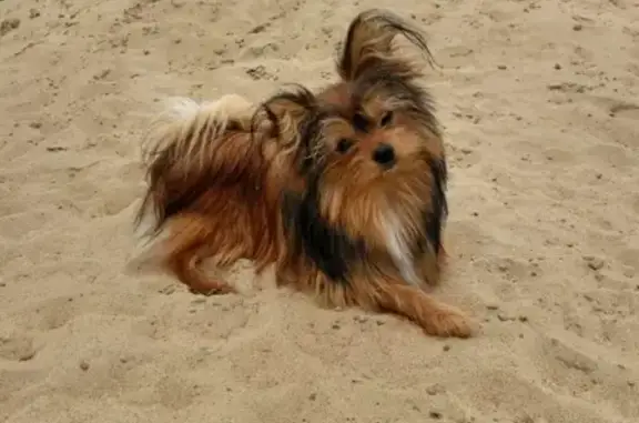 Объявления о пропавших и найденных животных, Томск, фото: Пропала собака Ричик в Томской области, село Корнилово