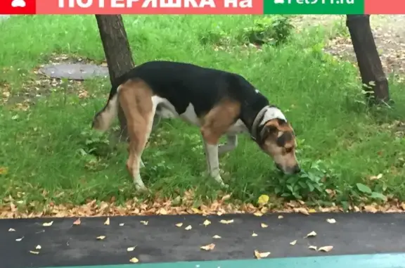 Собака найдена возле молочки Вим билль на Дмитровском шоссе в Москве