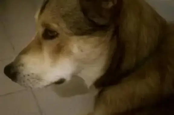 Найдена собака на ул. Кул Гали, 27 в Казани