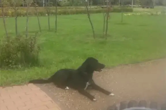 Собаки потеряшки, Москва, фото: Потеряшка собака Фрол в районе Фили-Давыдково