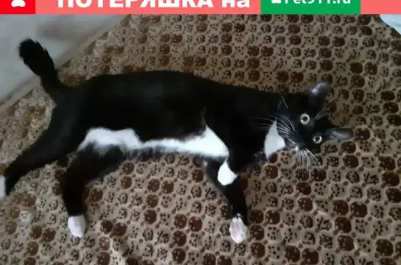 Пропала кошка на Зелинского 28 в Великом Новгороде