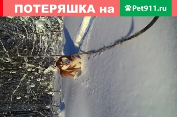 Пропала собака Сибирский Хаски в Всеволожском районе